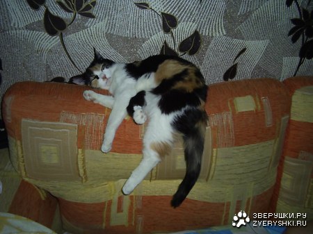 ���� ���� ������ ���������� ... :)