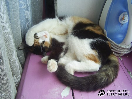 ���� ���� ������ ���������� ... :)