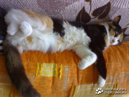 ���� ���� ������ ���������� ... :)