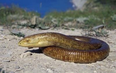 �������� �����