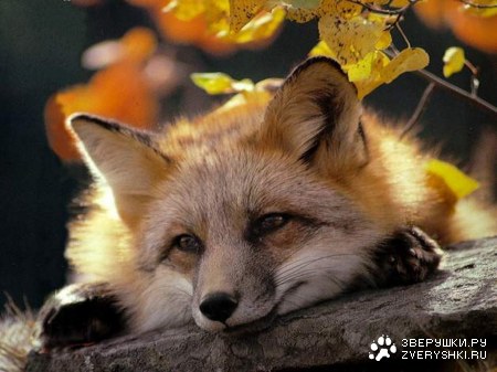 ����� �������� :)