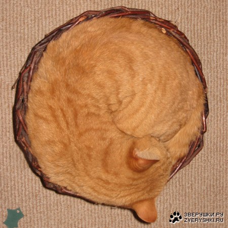 �������� :)