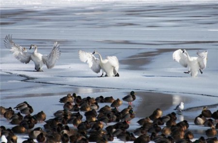 �������� (11 ����������)