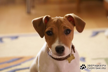 ������ (4 ����������)