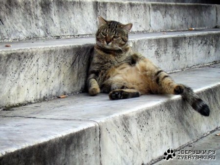 ������� ������� (8 ����)