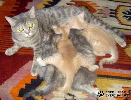 ������� ������� (8 ����)