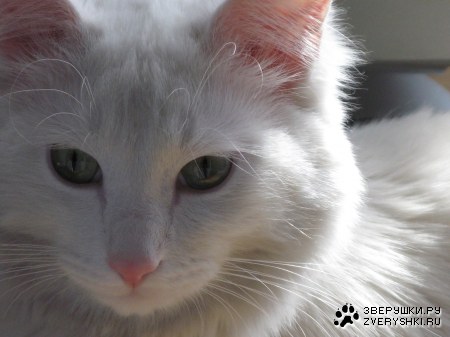 ������, �� ����� ���������� �������� ����� :)