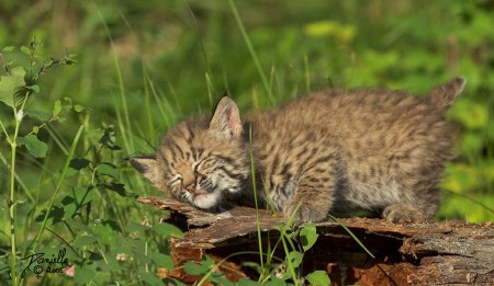 ������ ����������... ;)