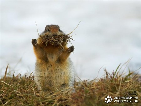 � - ������ ;)