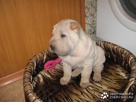 ����� - ���� ��������! :)