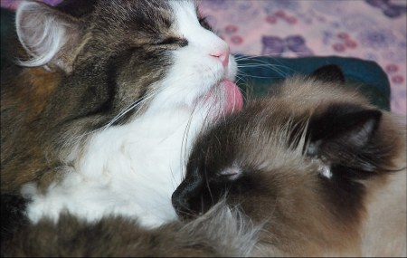 Ѹ�� � ���� (6 ����)