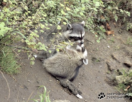 ���������� :)