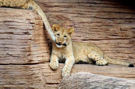 ������ �� ������! ;)