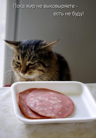 ��������� ���� (13 ����)