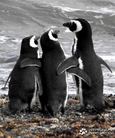 ��� ��������! :)