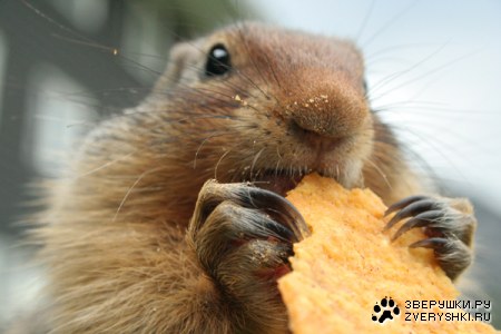 �������� ������ ;)