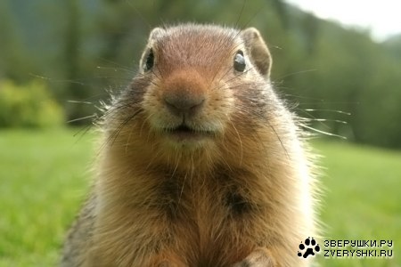 �������� ������ ;)