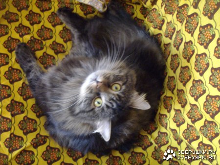 ��� ����� :)