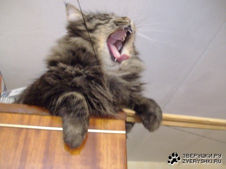 ��� ����� :)