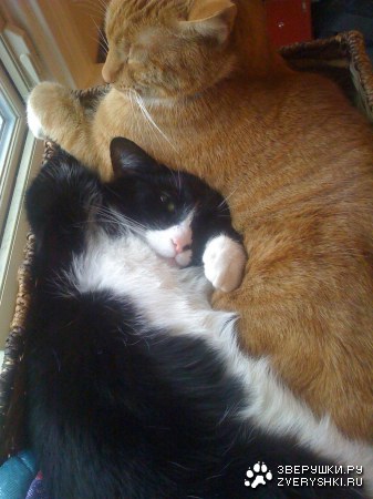 ����������� :)