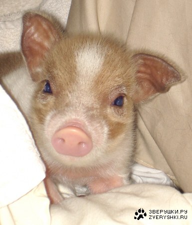 ������-������� ;)