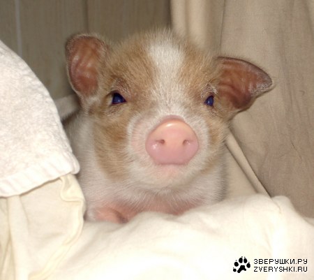 ������-������� ;)