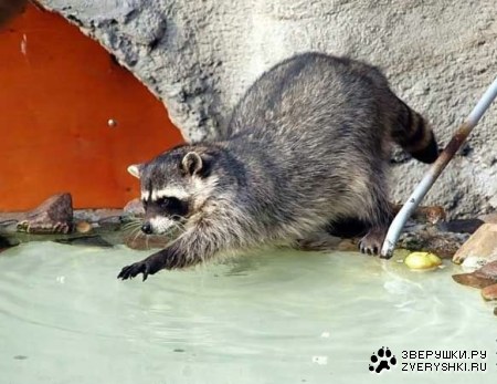 ������� ����� (17 ����������)