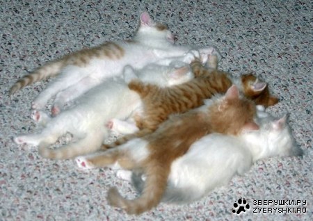 �������� ������ :)