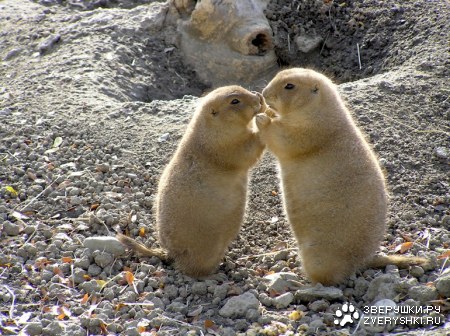 ���������� ������� :)