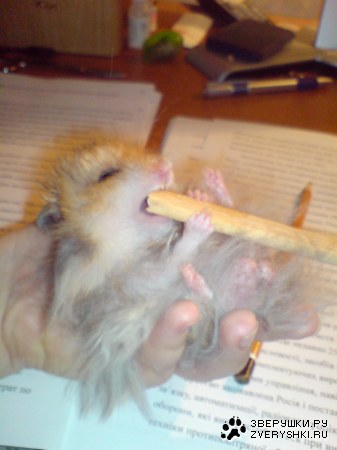 ������� ������� ;)