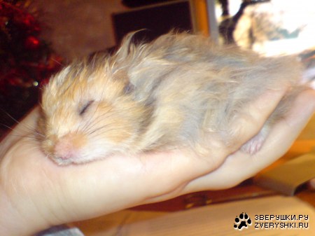 ������� ������� ;)