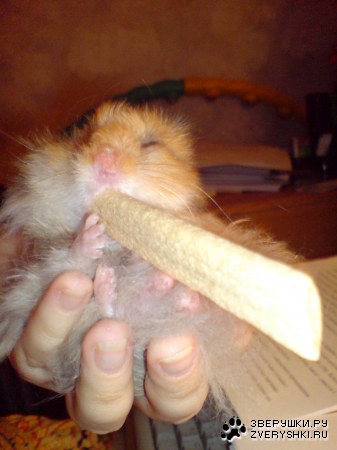 ������� ������� ;)