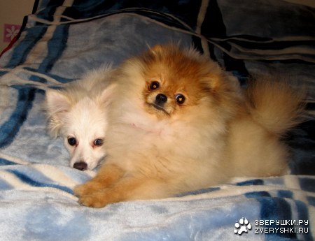 ��� �������!