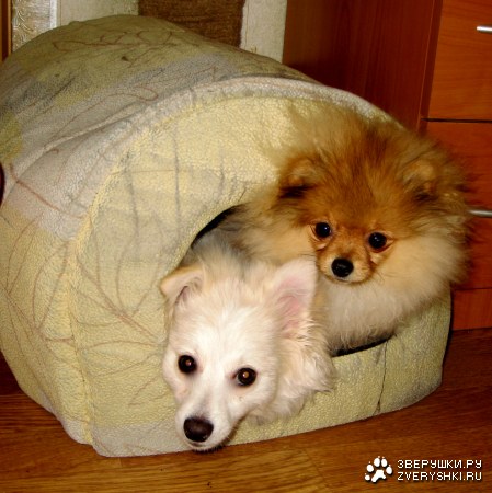 ��� �������!