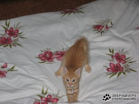 ����� (9 �������� ����������)