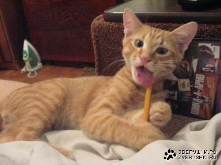 ����� (9 �������� ����������)