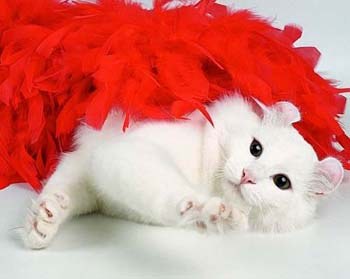 ������� � ������ (23 ����)