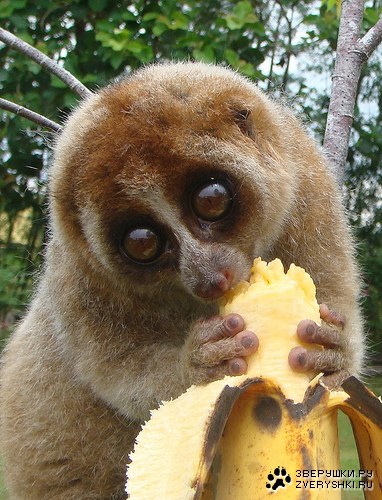 ������� ����� :)