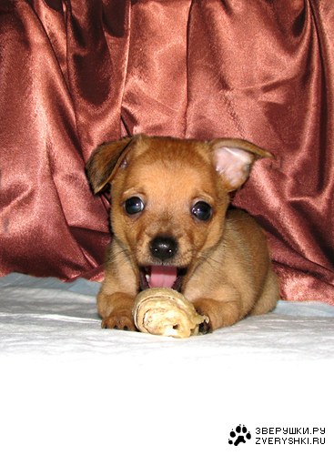 ������ (7 ����������)