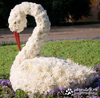 Красивый лебедь :) Красивый лебедь :)