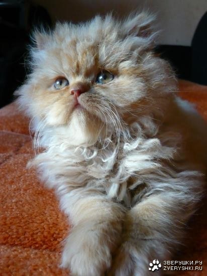 ������� ���� :)