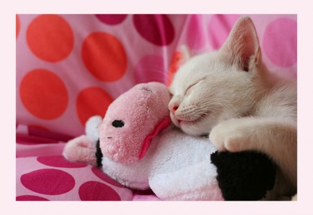 ������ �������� (25 �������� ����)