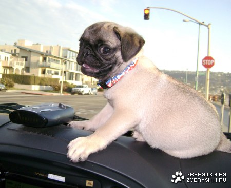 ������� :)