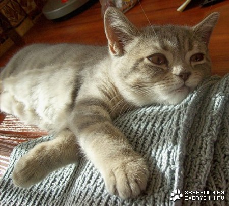 ��������� ����� (7 ����������)