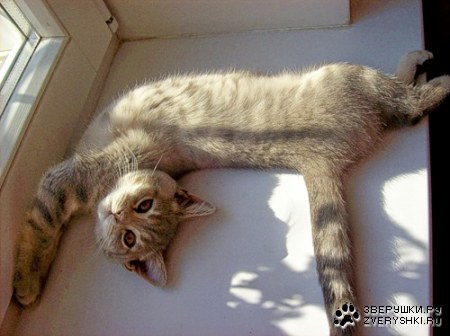 ��������� ����� (7 ����������)