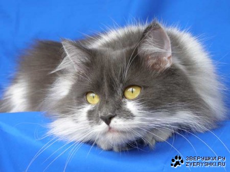 ������� � ������ (23 ����)