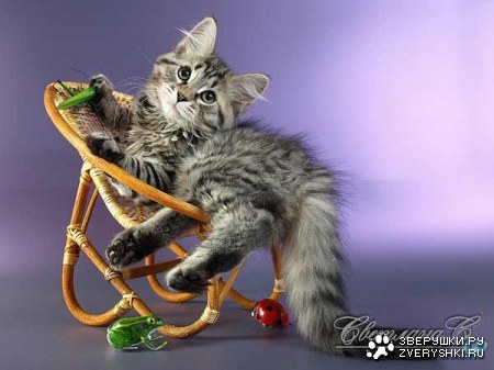 ������� � ������ (23 ����)