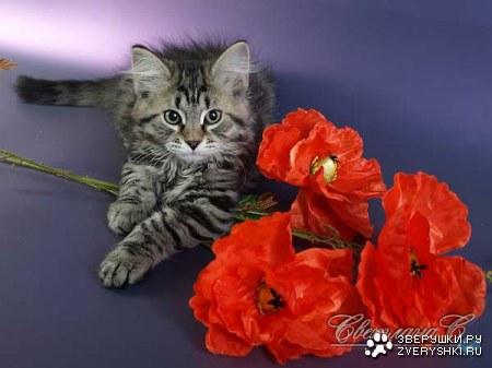 ������� � ������ (23 ����)