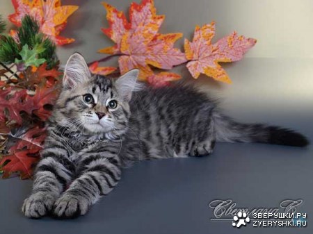 ������� � ������ (23 ����)