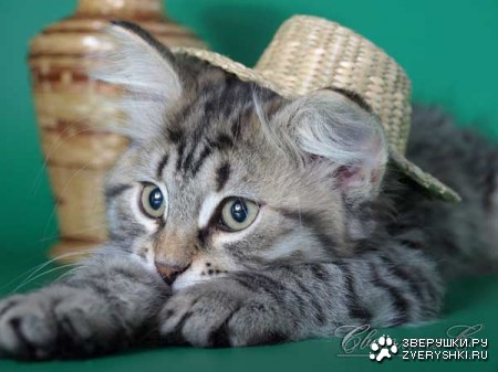 ������� � ������ (23 ����)